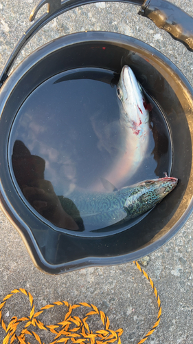 サバの釣果