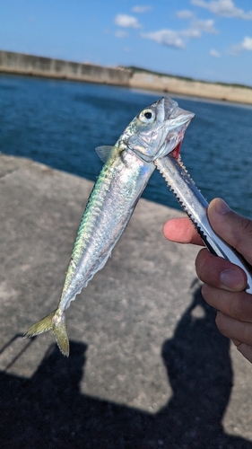 サバの釣果