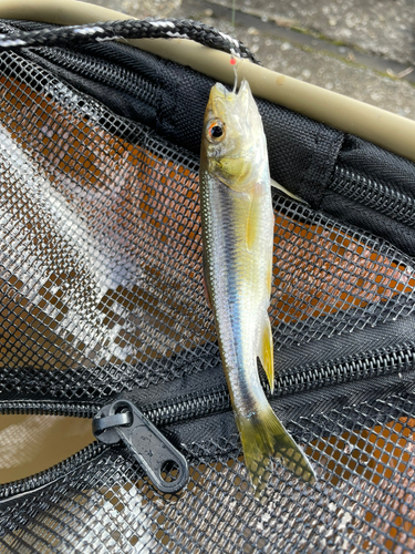 カワムツの釣果