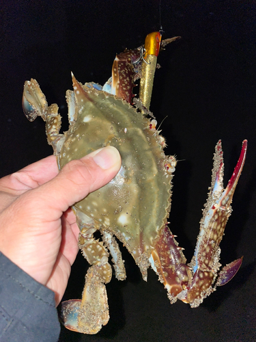 カニの釣果