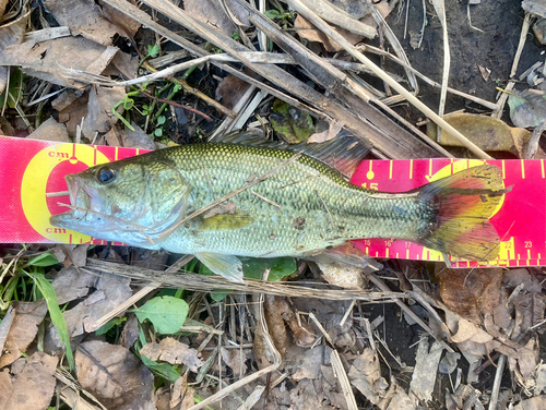 ラージマウスバスの釣果