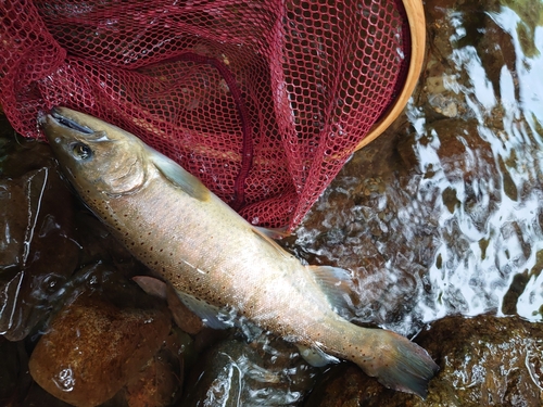 アマゴの釣果