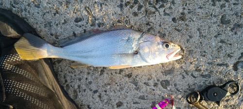 オオニベの釣果