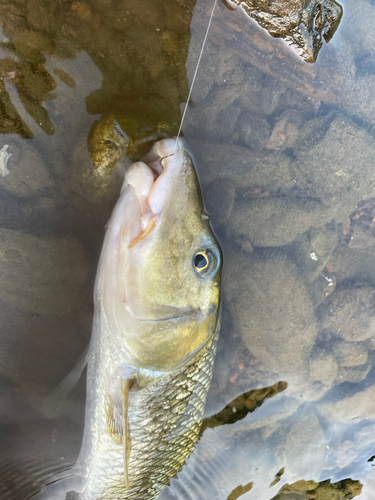 ニゴイの釣果