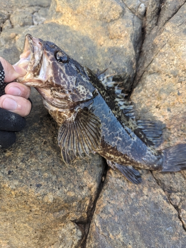 タケノコメバルの釣果