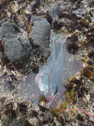 ブリの釣果