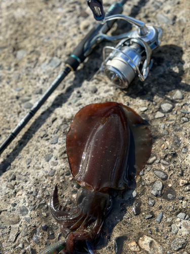 アオリイカの釣果