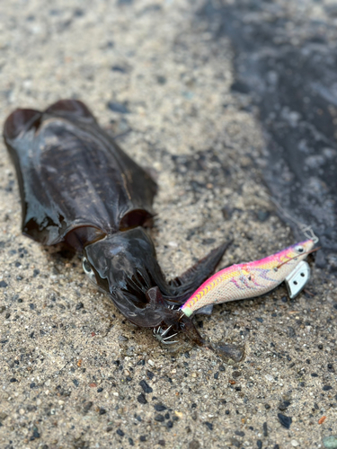 アオリイカの釣果