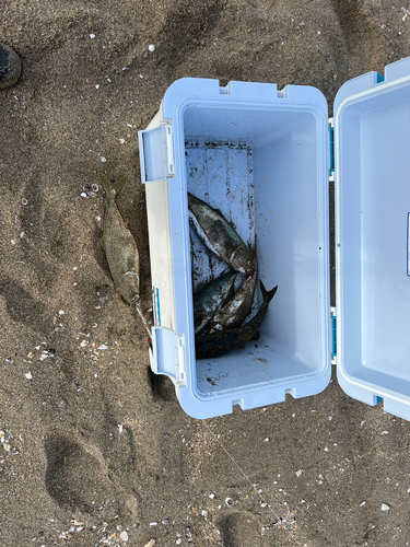 イナダの釣果