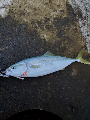 イナダの釣果