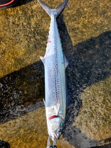 サゴシの釣果