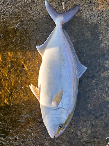 カンパチの釣果