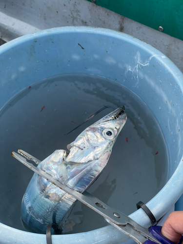 タチウオの釣果