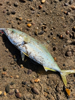 イナダの釣果