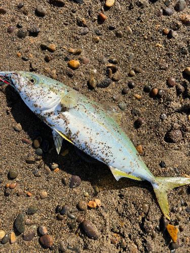 イナダの釣果