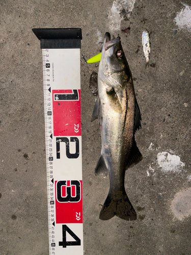 シーバスの釣果