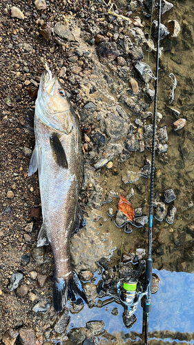 アオザメの釣果