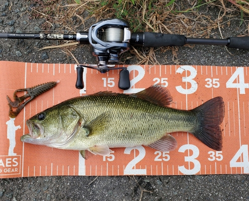 ブラックバスの釣果