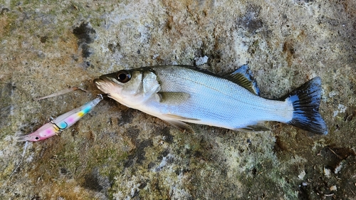 セイゴ（ヒラスズキ）の釣果