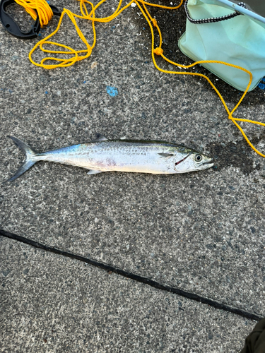 サゴシの釣果