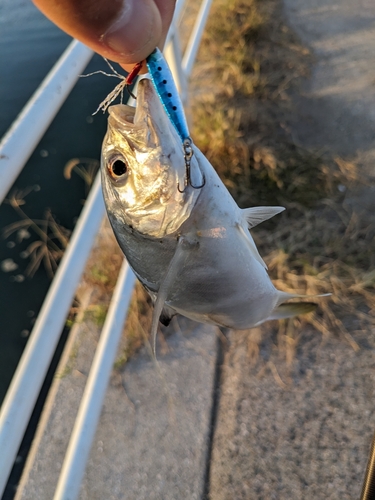 メッキの釣果