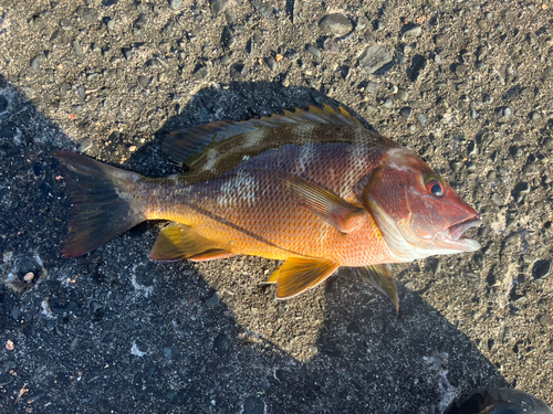 フエダイの釣果