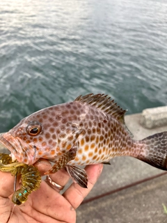 オオモンハタの釣果