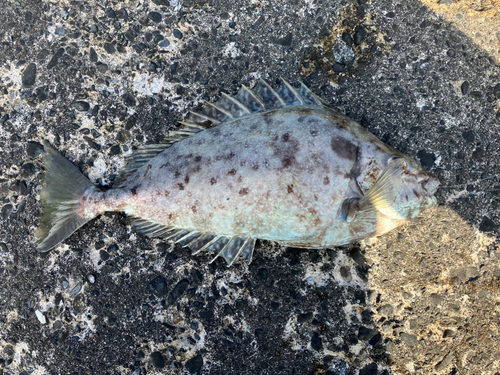 アイゴの釣果