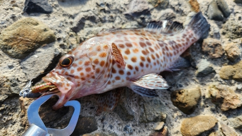 オオモンハタの釣果