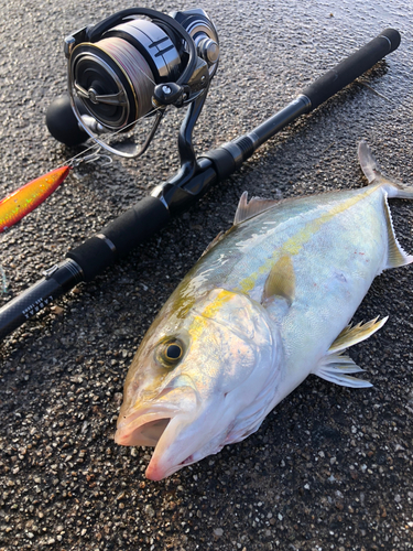 シオの釣果