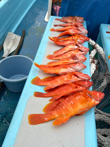 アカハタの釣果