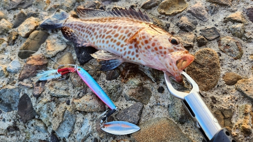 オオモンハタの釣果