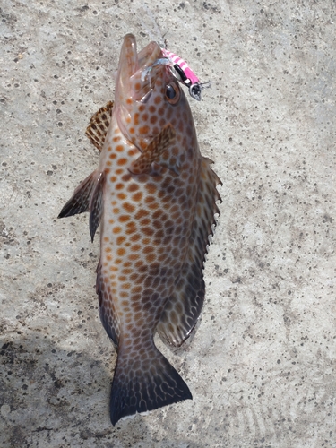 オオモンハタの釣果