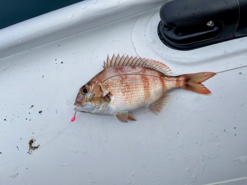 チャリコの釣果