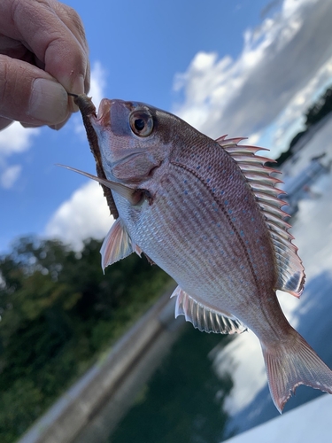 チャリコの釣果