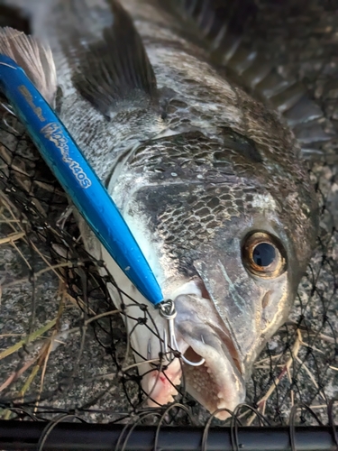 チヌの釣果