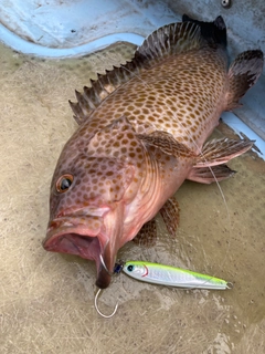 オオモンハタの釣果