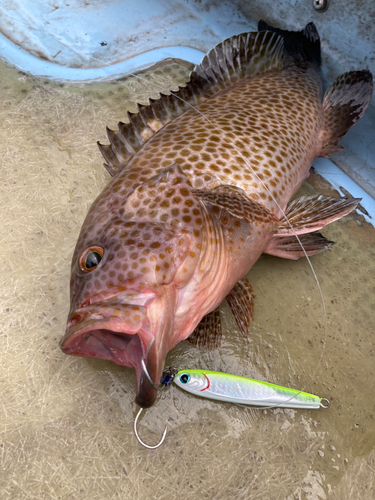 オオモンハタの釣果