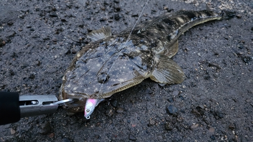 マゴチの釣果