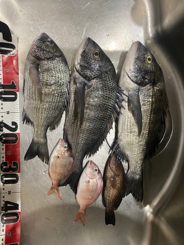 クロダイの釣果