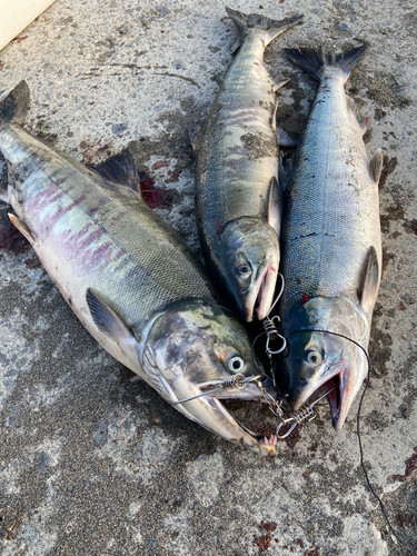 アキアジの釣果