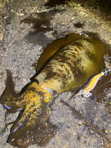 アオリイカの釣果