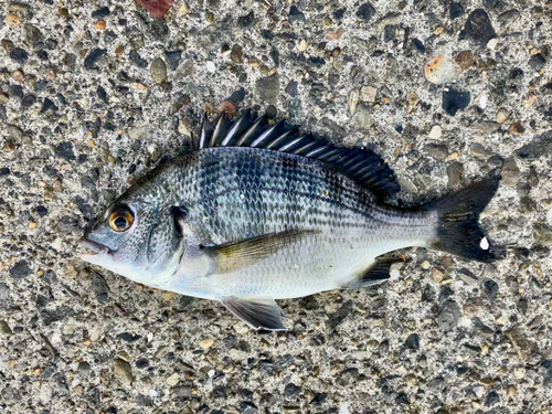 クロダイの釣果