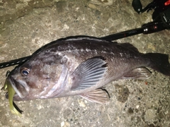 クロソイの釣果