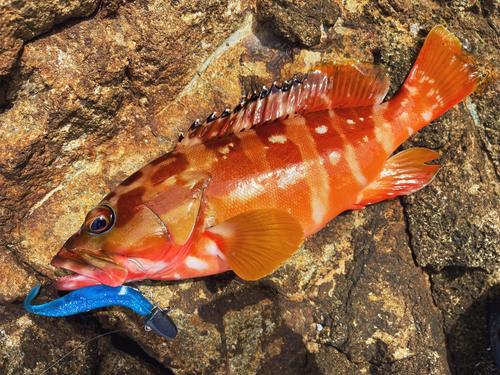 アカハタの釣果