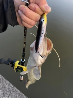 ナマズの釣果