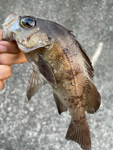 クロメバルの釣果