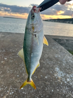 釣果