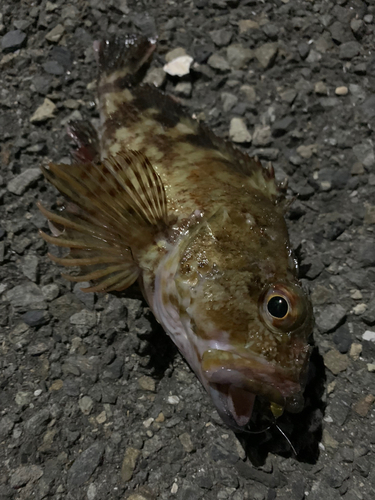 カサゴの釣果