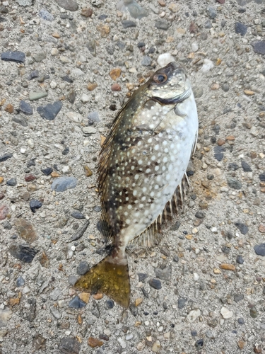 アイゴの釣果